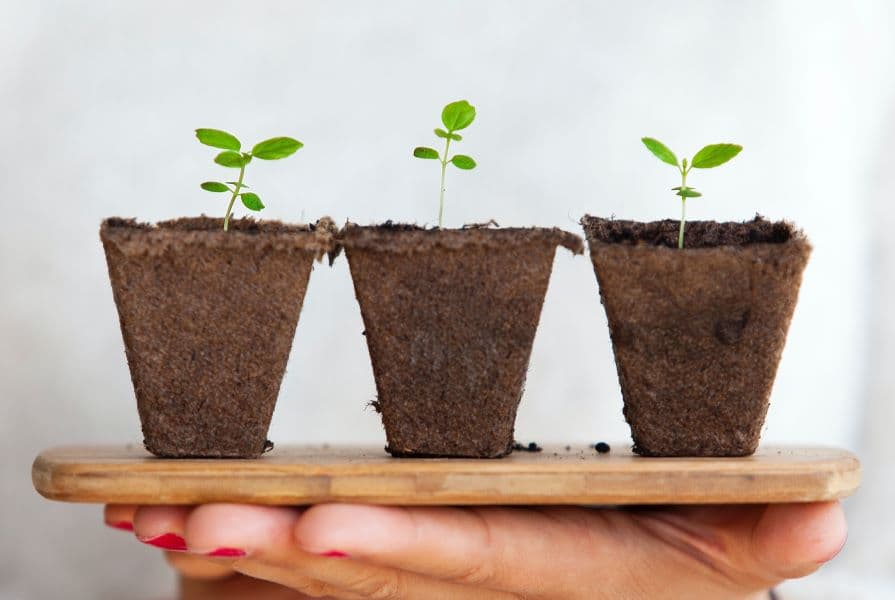 Plants being nurtured to grow